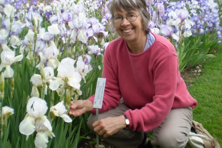 Sarah Cook Cedric Morris Irises Opal P1010068 C Sarah Cook Copy