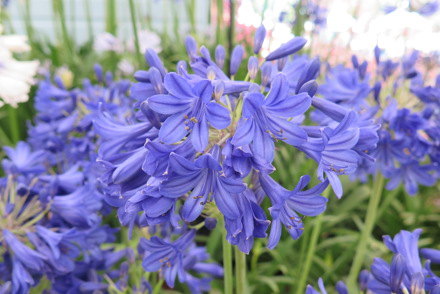 <p>Three National Plant Collections are held by Hoyland Nurseries in Harrogate, <em>Agapanthus</em>, <em>Clivia</em> and <em>Tulbaghia</em>: <em>Agapanthus</em> 'Flower of Love'</p>