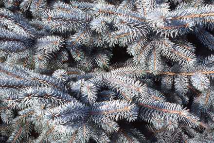 <p>The Yorkshire Arboretum holds National Collections of <em>Abies</em> spp. and <em>Picea</em> spp.:<em> Picea pungens glauca</em></p>