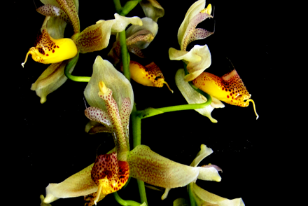 <p><em>Gongora ecornuta</em> from the National Plant Colection held by Gary and Maria Firth</p>