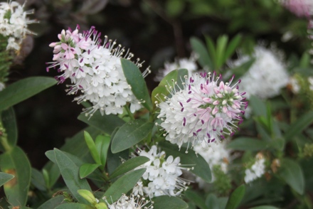 <p><em>Hebe</em> 'Nicola's Blush' in the National Plant Collection of Douglas Chalk Hebes hold by Plumpton College</p>