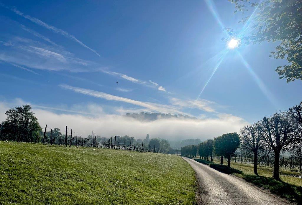 The Morning of the Plant Fair