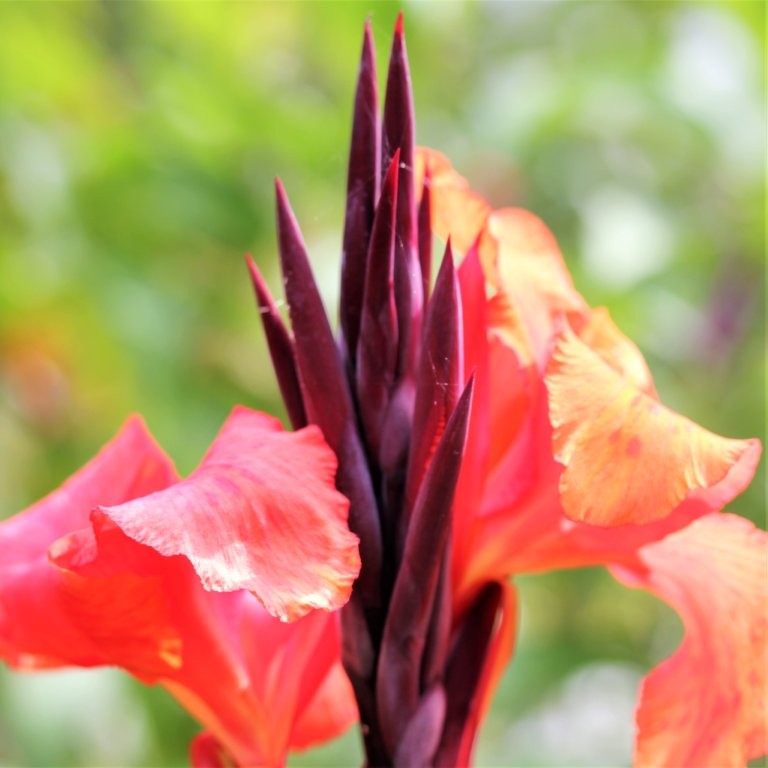 Canna 'Phasion'