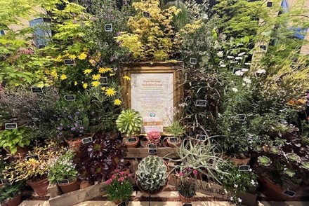 <p>Plant Heritage Yorkshire Gold at Harrogate Show</p>