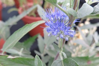 Caryopteris x Clandonensis 'Heavenly Blue' by Plant Heritage